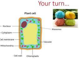 KS3 Parts of the Cell (organelles) | Teaching Resources