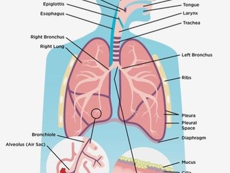 Unit 1 - Anatomy - Respiratory System