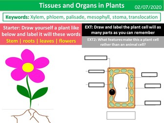 Tissues and Organs in Plants