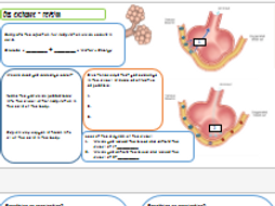 Breathing, Respiration And The Respiratory System Revision Booklet 