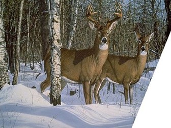 Poetry analysis skills lesson - The Buck in the Snow