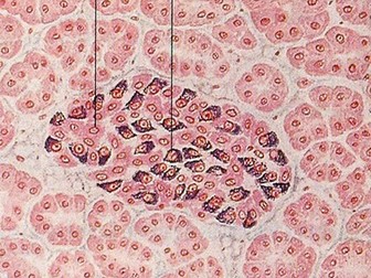 OCR A - A Level Gluco-regulation