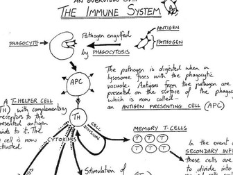 A level Biology: Immunity Overview Diagram