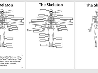 Differentiated Skeleton Sheets