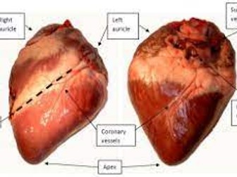 Heart dissection diary entry WAGOLL year 6