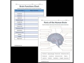 Brain Parts and Functions Labeling Diagram Worksheet + Vocab Quiz & Puzzle