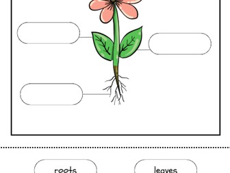 Parts of a Flowering Plant - Year 1 Science