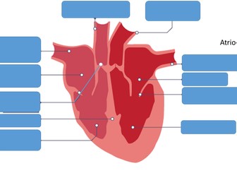 4.2 Organisation Topic AQA GCSE Biology