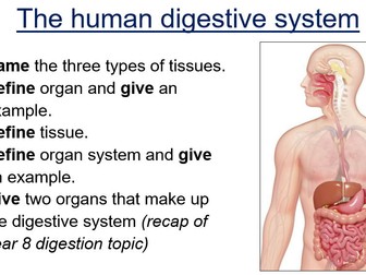 AQA B2 Organisation - Digestive System
