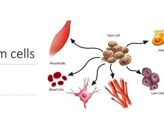 Stem cells