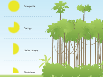 Brazil Topic: Plants of the Amazon Rainforest (KS3 Whole lesson, rainforest layers, adaptations)