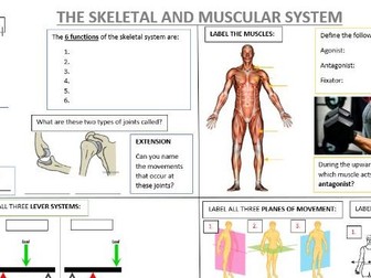 Skeletal & Muscular System Revision