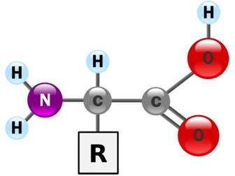 B1.2 Proteins STUDENT BOOKLET