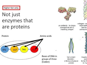 AQA Biology GCSE Protein Synthesis and mutations (two lessons)
