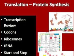 Translation - Protein Synthesis - A Senior Biology PowerPoint Lesson & Notes