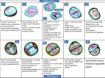 Meiosis storyboard with descriptions and images.