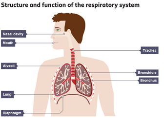 AQA GCSE PE  - Respiratory system