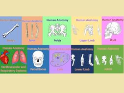 Human Anatomy Quizzes