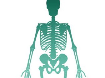 BTEC Level 3 Sport Unit 5: Skeletal System