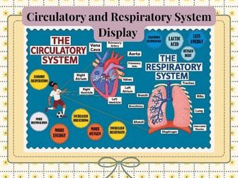 Circulatory & Respiratory System Classroom Display