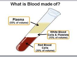 briefly describe the composition of the blood