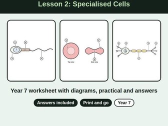 Lesson 2: Year 7 Specialised Cells Worksheet + Answers