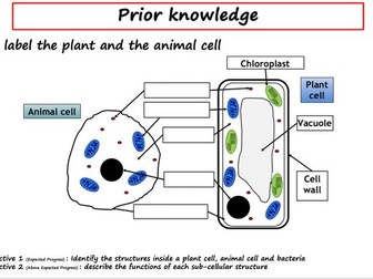 Plant and animal cells