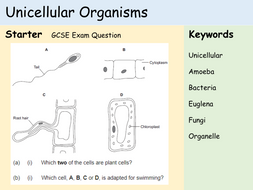 KS3 Cells - Lesson 6 - Unicellular Organisms | Teaching Resources