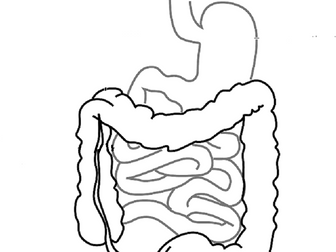 The Digestive System and Digestion
