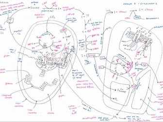 Photosynthesis vs Respiration - Concept Map