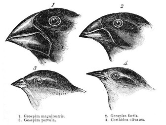 Theories of Evolution [NEW SPEC AQA]