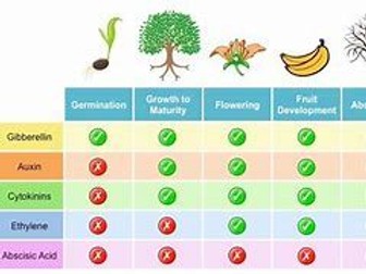 OCR Biology Plant hormones and responses