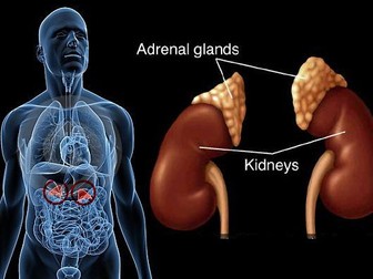 NEW OCR Biology A 5.4.2 The Adrenal glands