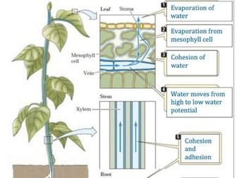 B3.2 Transport in Plants REVISION SUMMARY