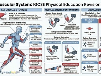IGCSE / GCSE PE: Muscular System - Revision Suite