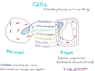 Cells summary 13+ CE