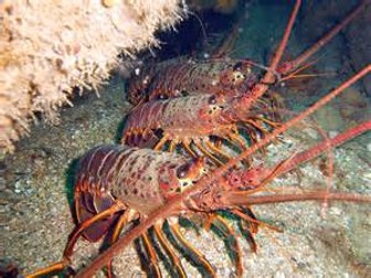 Marine Science - Crustaceans and Echinoderms - General Information