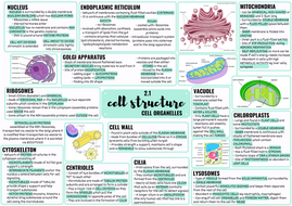 OCR ALEVEL BIOLOGY CELL STRUCTURE | Teaching Resources