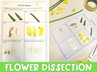 Flower Dissection Worksheets