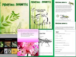 Life cycle of a Praying Mantis