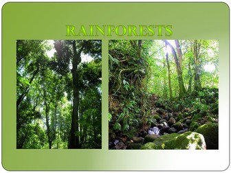 Rainforest Environments