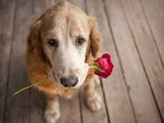 Love's Dog by Jen Hadfield (Relationship Poetry)