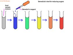 AS Biology level assessed - Food tests | Teaching Resources