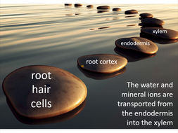 Ocr biology coursework help
