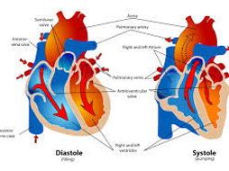 New spec 2016: Neural control of heart rate (BTEC level 3 sport and ...