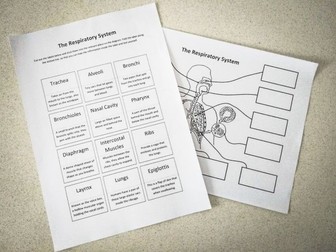 Respiratory System: Creating a Labelled Diagram