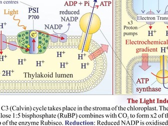 Detailed Plant Metabolism Poster and worksheets : Photosynthesis, Respiration etc