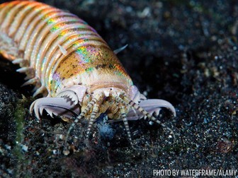 Marine Science - Worms, Mollusks, Crustaceans - General Information