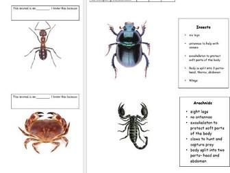 Classify and record the characteristics of invertebrates (KS2)