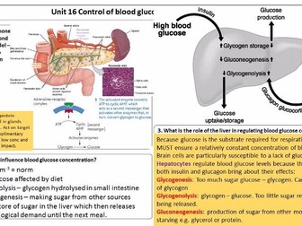 AQA Unit 16 Homeostasis Revision sheets & Answers